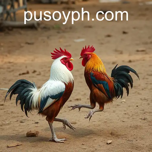 Exploring Online Sabong and Pusoy: A Digital Tradition